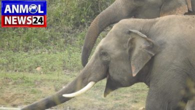 Elephant Attack in Surajpur