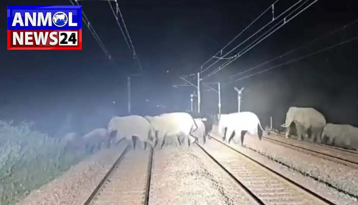 elephant herd Balodabazar :