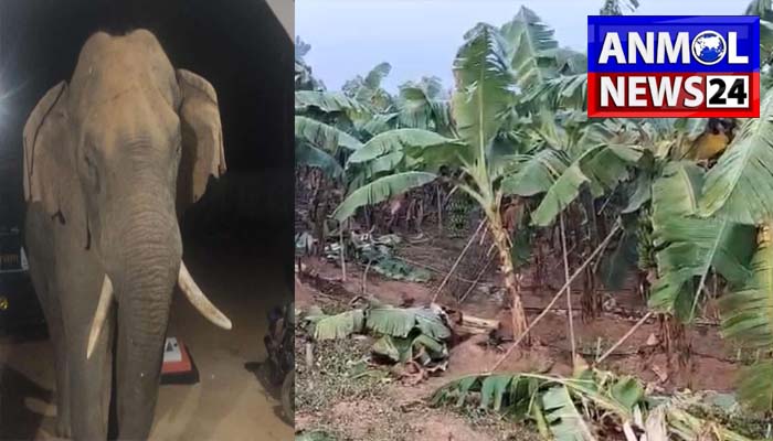 हाथी का आतंक