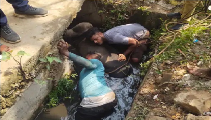 Bull rescue Dhamtari :