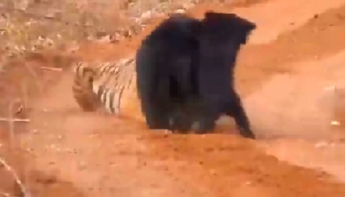 Jashpur bear attack News :