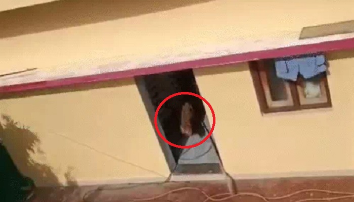 leopard rescue Dhamtari News :