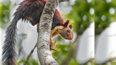 Biodiversity Mapping Breakthrough : छत्तीसगढ़ में वन्य जीवन की नई खोज: सरगुजा में पहली बार दिखीं तीन दुर्लभ स्तनधारी प्रजातियां