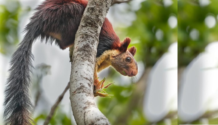 Biodiversity Mapping Breakthrough : छत्तीसगढ़ में वन्य जीवन की नई खोज: सरगुजा में पहली बार दिखीं तीन दुर्लभ स्तनधारी प्रजातियां