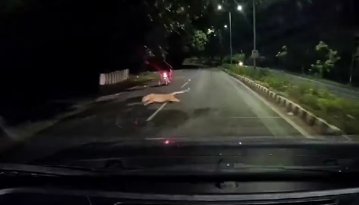 Leopard attack Tirupati