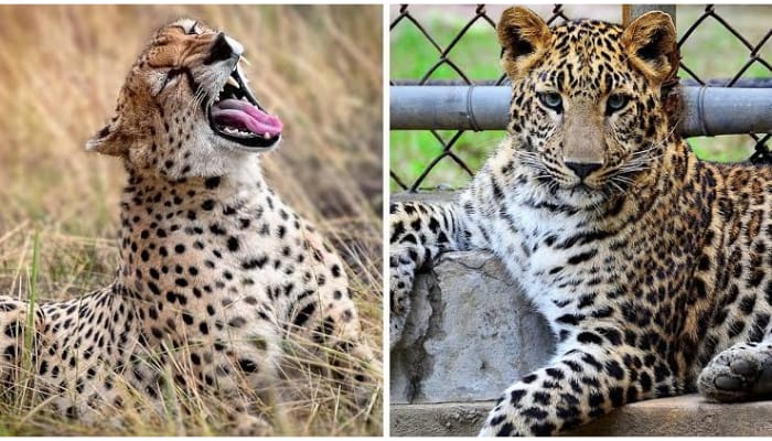 Baranwapara Wildlife Sanctuary :