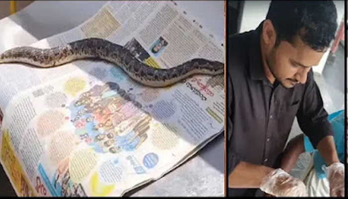 घायल सांप की सर्जरी