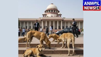 SC on Stray Dogs