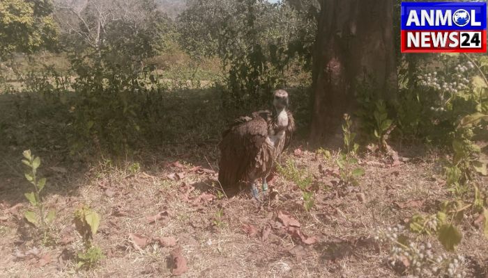 Sick Vulture Rescued