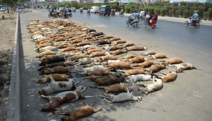 Dog Murder in Telangana