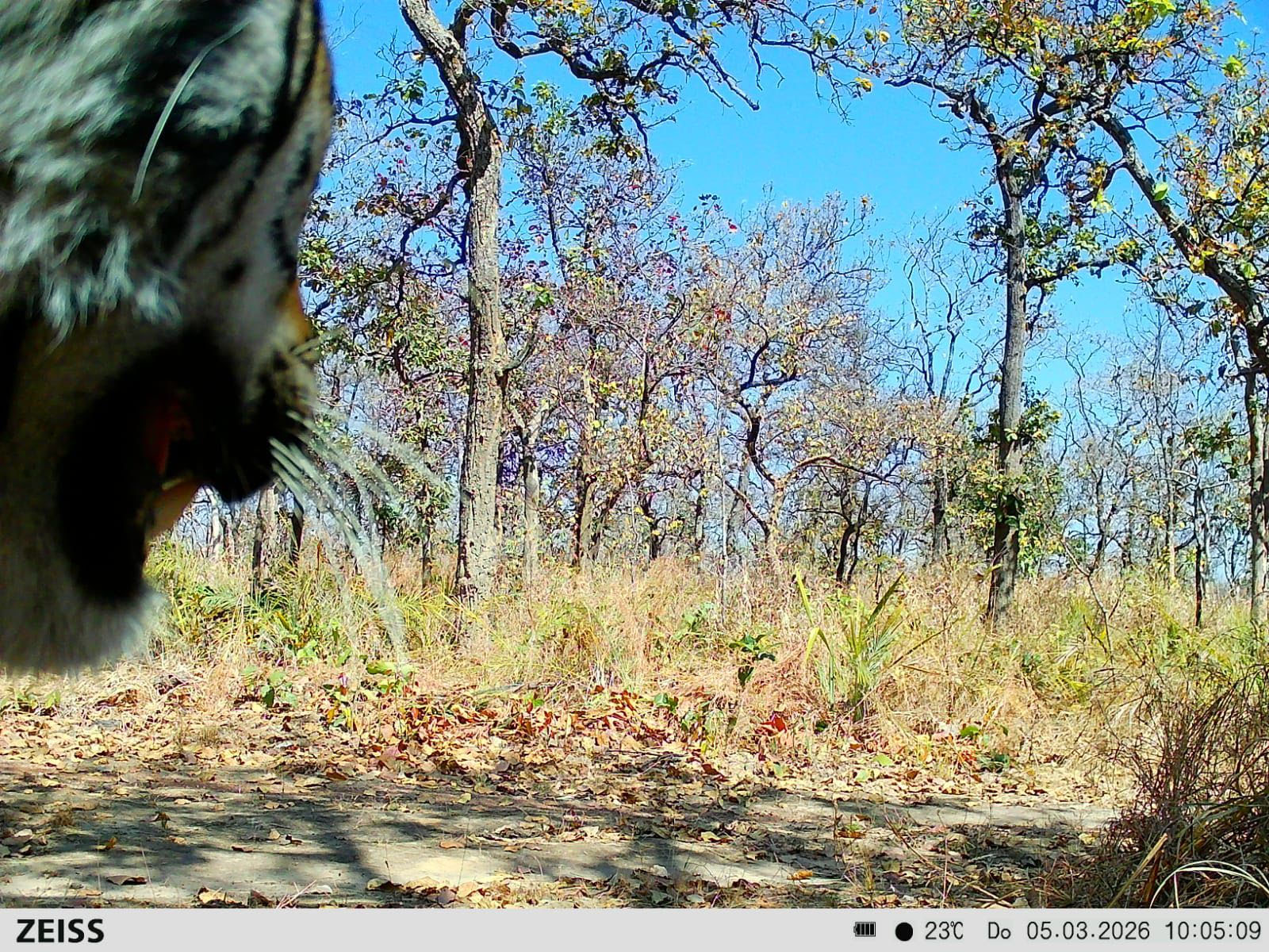 उदंती-सीता नदी टाइगर रिजर्व में दिखा बाघ