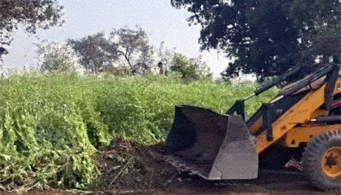 अवैध अफीम खेती