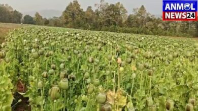 Action on Opium Cultivation