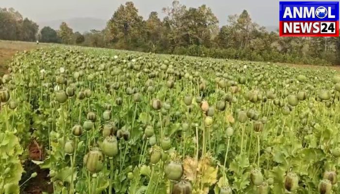 Action on Opium Cultivation