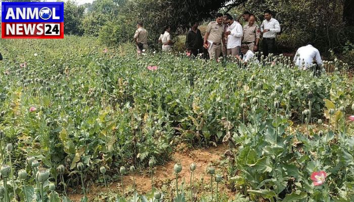 Afim Kheti in Raigarh