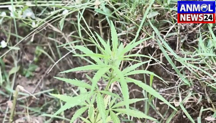 Ganja Kheti in Kondagaon