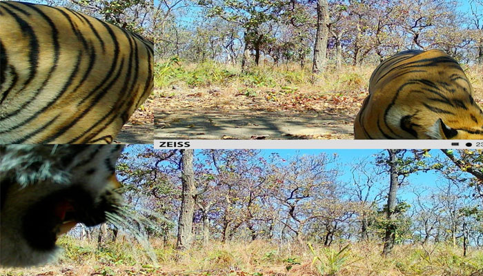 टाइगर रिजर्व में दिखा बाघ