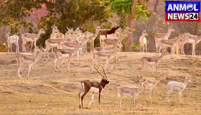 Blackbucks in Barnawapara