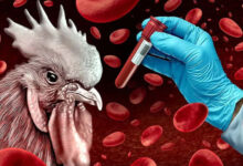 बर्ड फ्लू की चपेट में