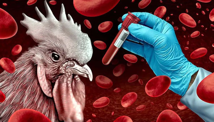 बर्ड फ्लू की चपेट में