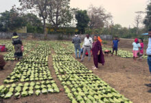 हरा सोना संग्राहक