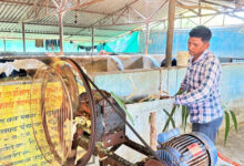 मल्टी-फार्मिंग