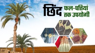 Chhind Herbal Coffee