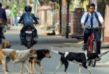 SC On Stray Dogs