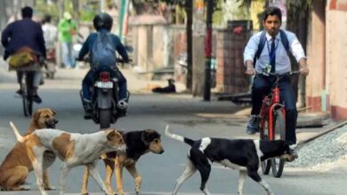 SC On Stray Dogs