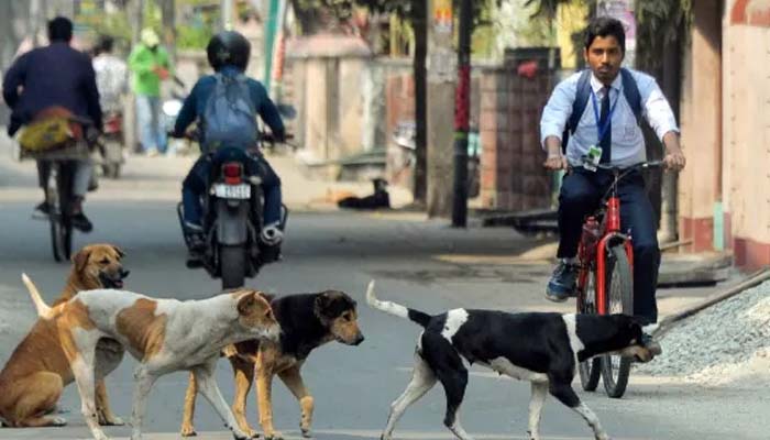 SC On Stray Dogs