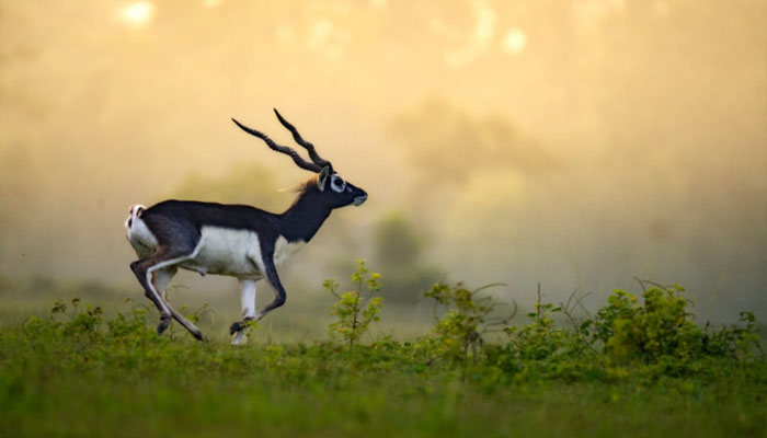 बारनवापारा में काले हिरणों की वापसी